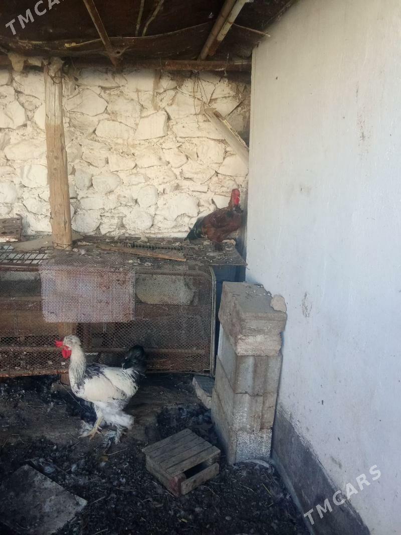 horaz - Balkanabat - img 4