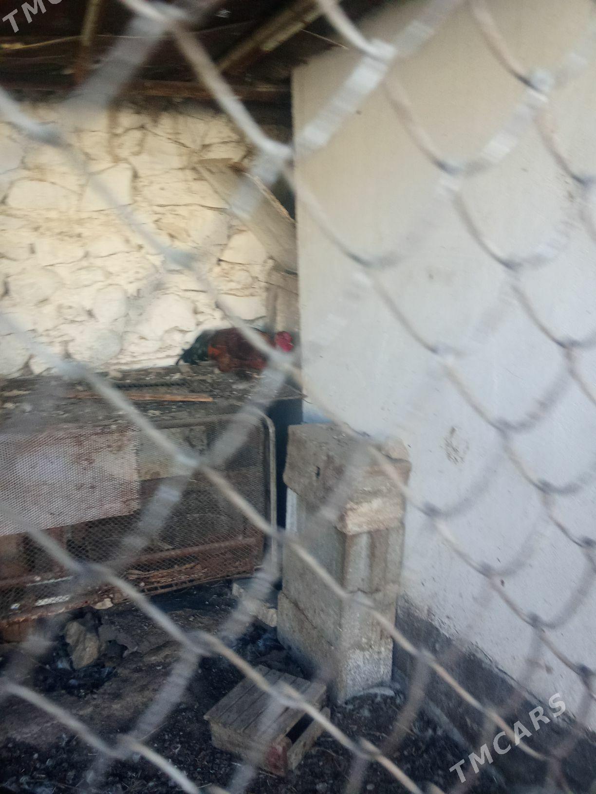 horaz - Balkanabat - img 1