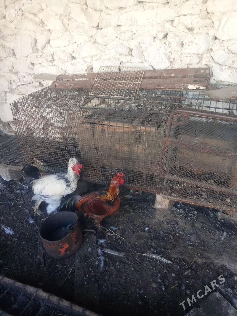 horaz - Balkanabat - img 10