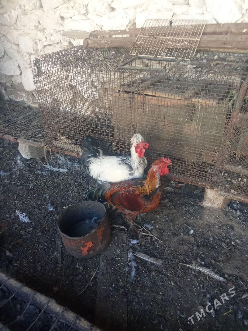 horaz - Balkanabat - img 9