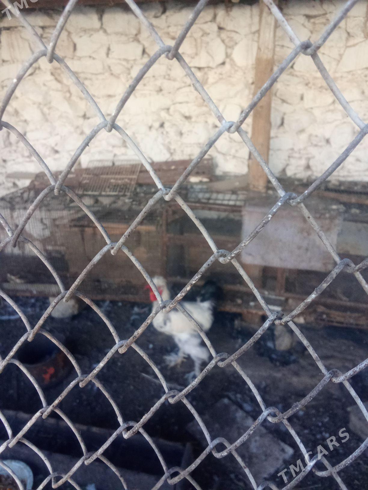 horaz - Balkanabat - img 2