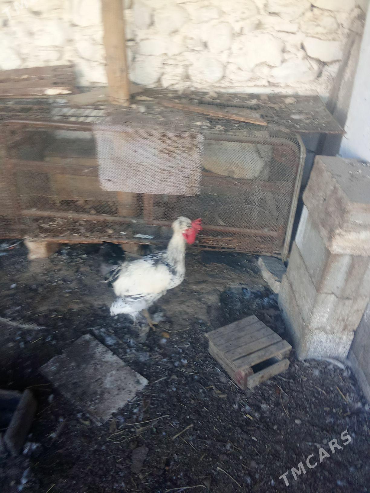 horaz - Balkanabat - img 7