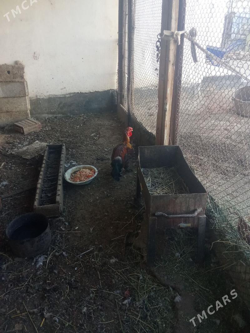 horaz - Balkanabat - img 8