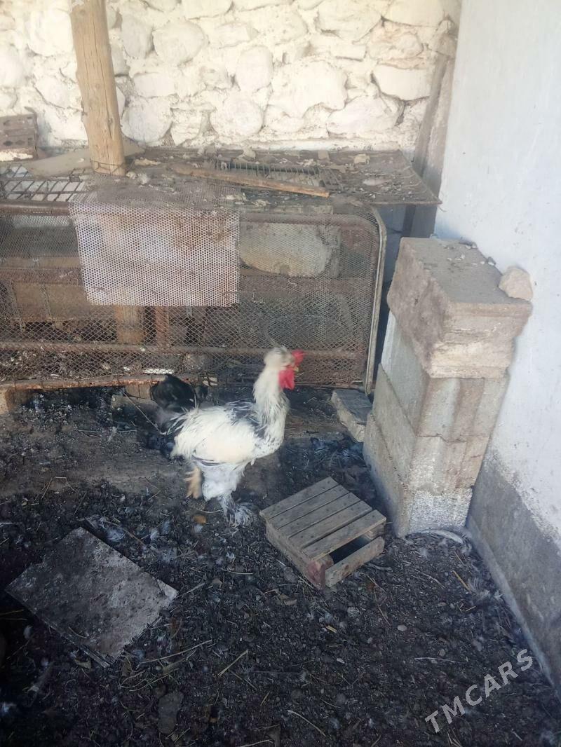 horaz - Balkanabat - img 6