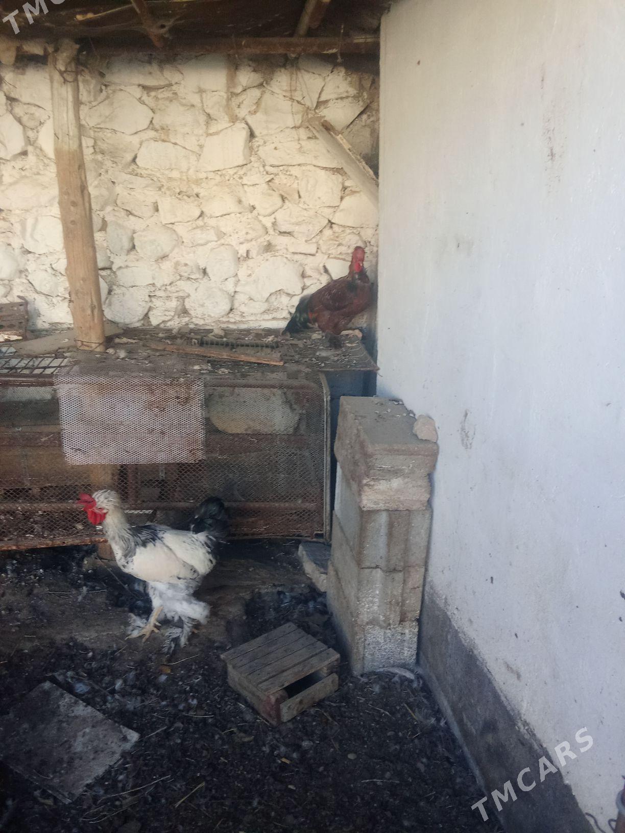 horaz - Balkanabat - img 5