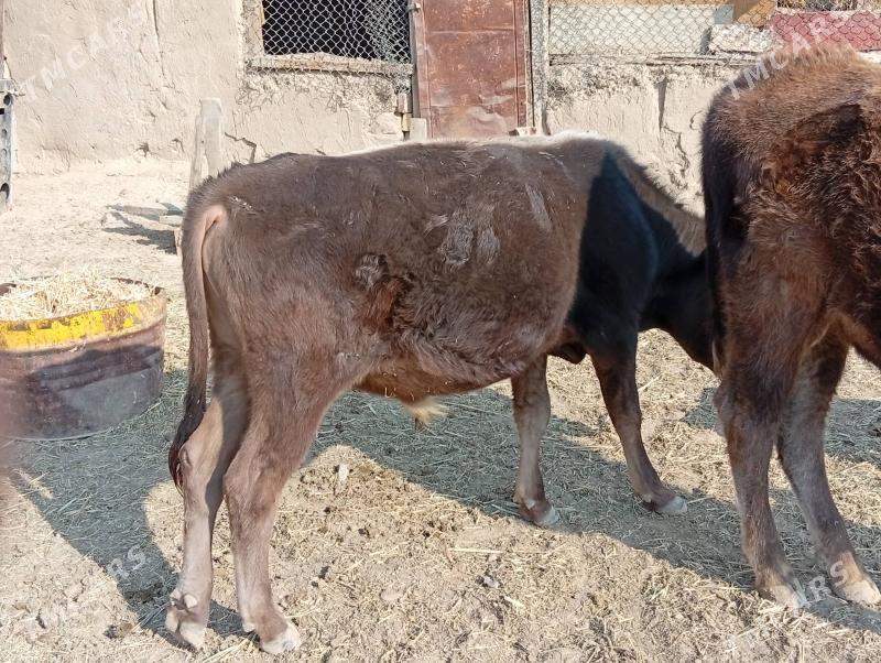 okuz - Махтумкули - img 2