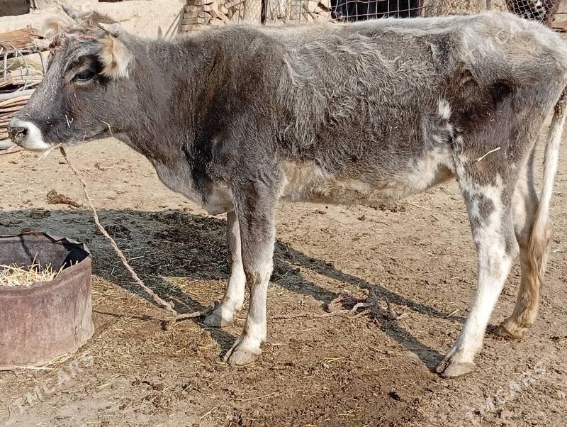 goleli sygyr - Magtymguly - img 1