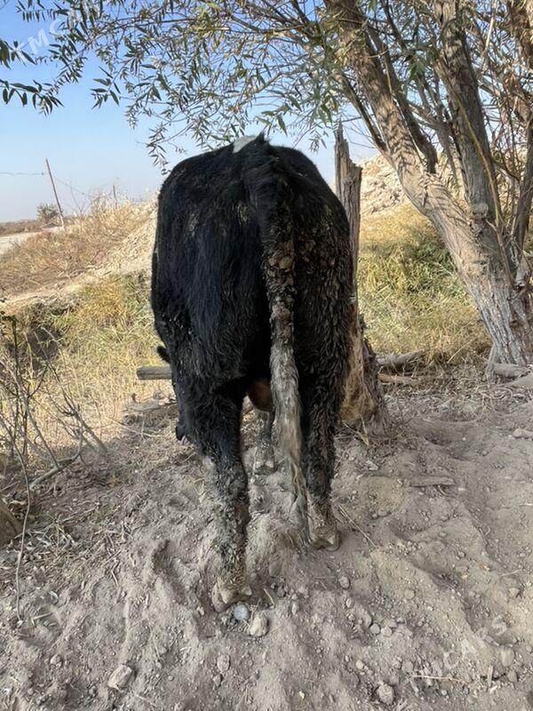 окуз - Чарджоу - img 3