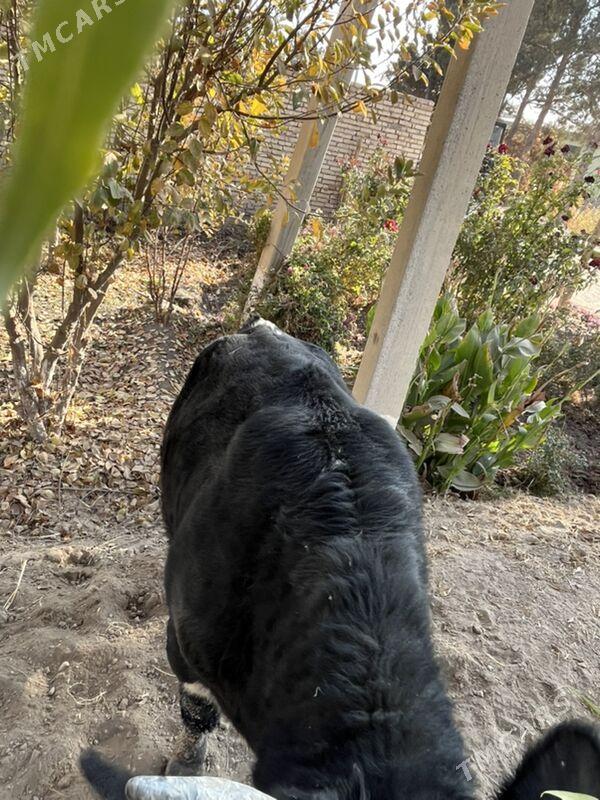 окуз - Чарджоу - img 2