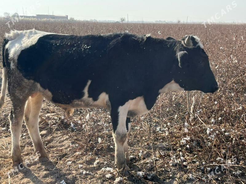 окузлер - Чарджоу - img 3