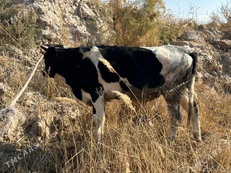 окузлер - Чарджоу - img 2