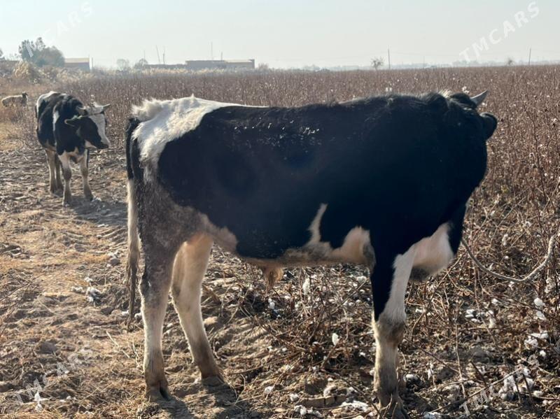 окузлер - Чарджоу - img 4