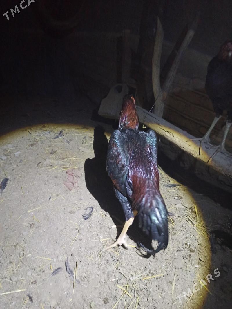 хораз - Шабатский этрап - img 2