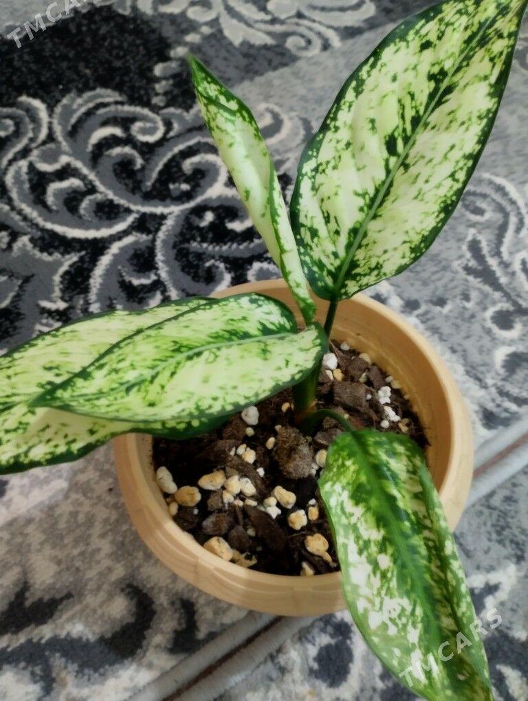 Güller - Туркменбаши - img 7