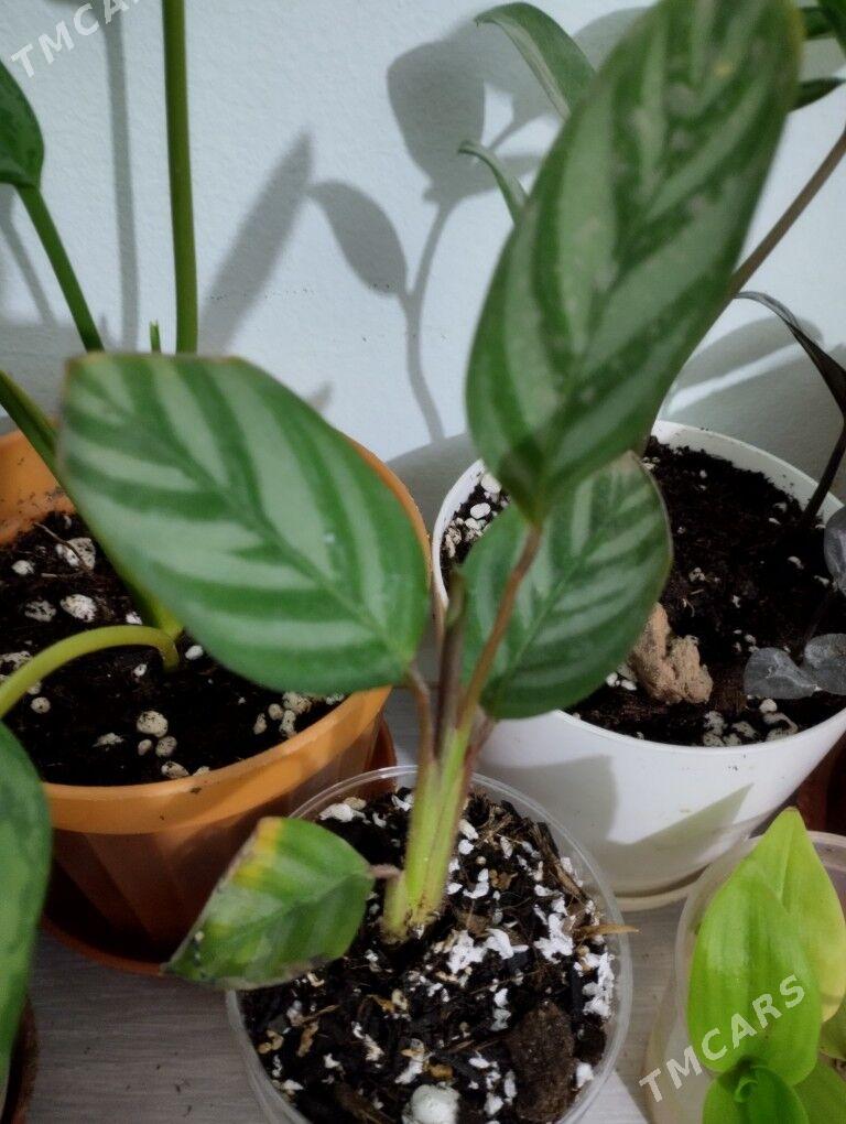 Güller - Туркменбаши - img 2