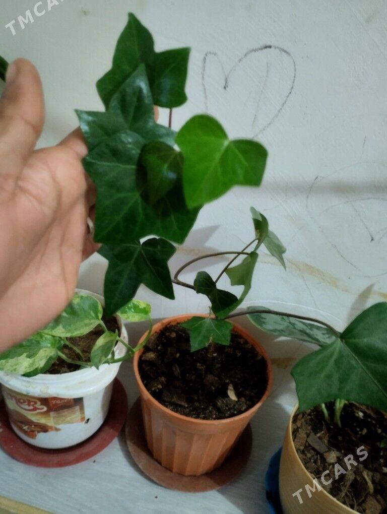 Güller - Туркменбаши - img 6