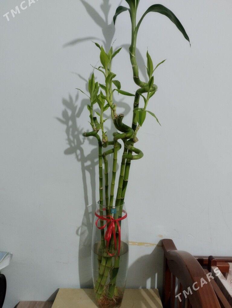 Güller - Туркменбаши - img 4