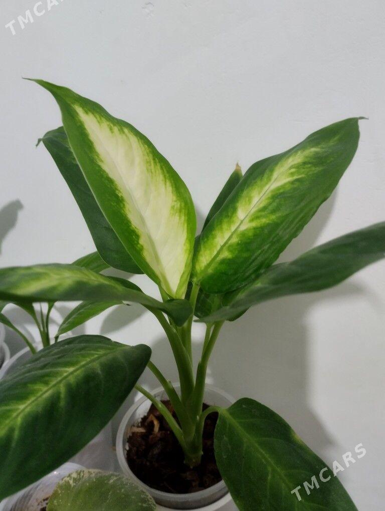 Güller - Туркменбаши - img 3