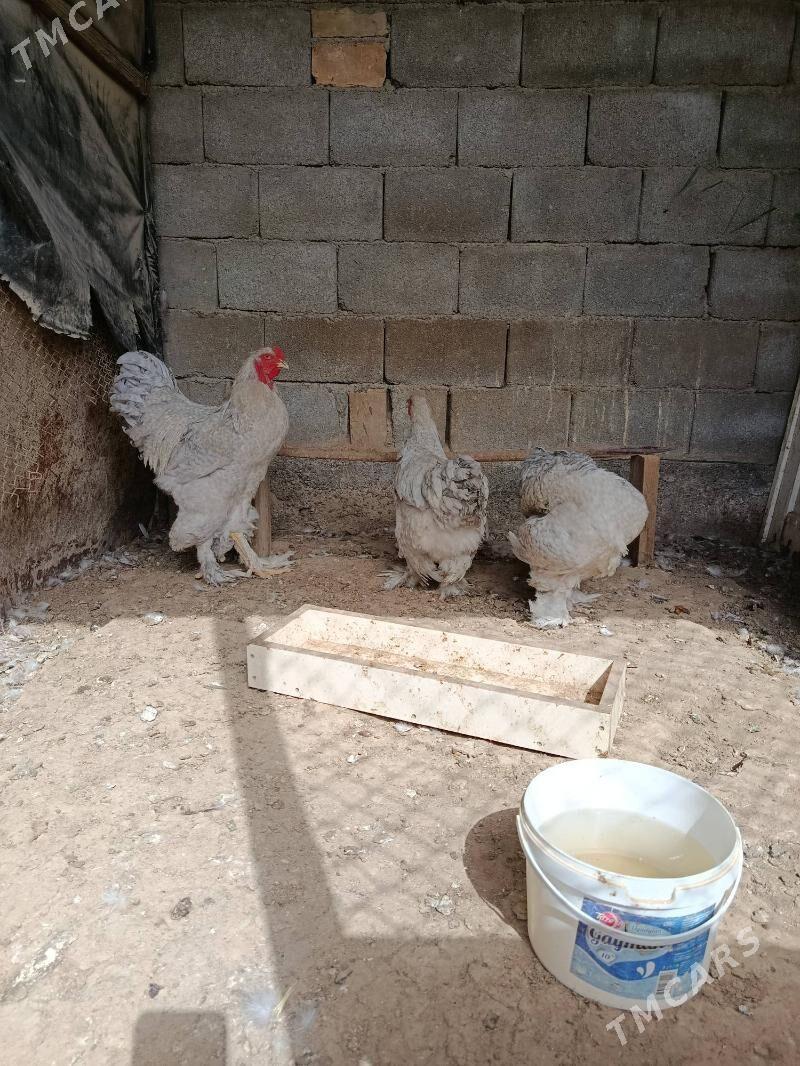 Brama lavanda - Ашхабад - img 5