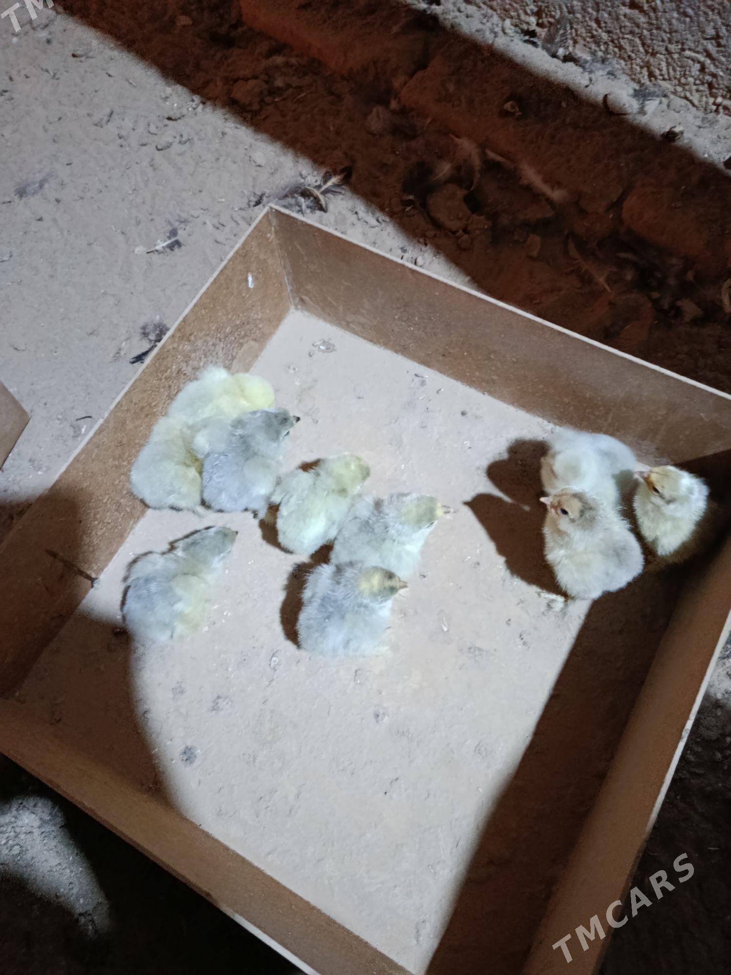 Brama lavanda - Ашхабад - img 3