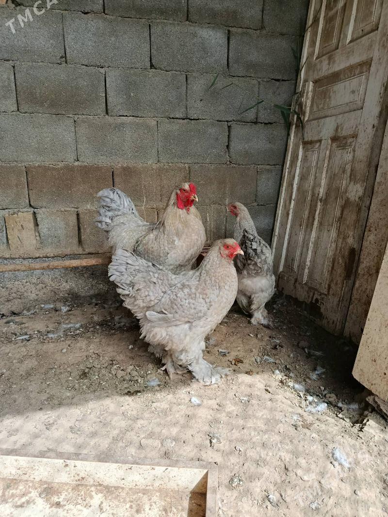 Brama lavanda - Ашхабад - img 4