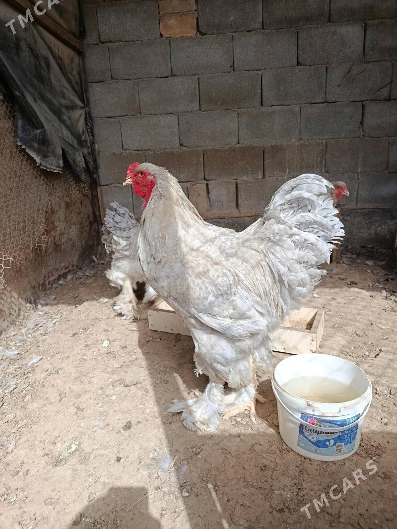 Brama lavanda - Ашхабад - img 6