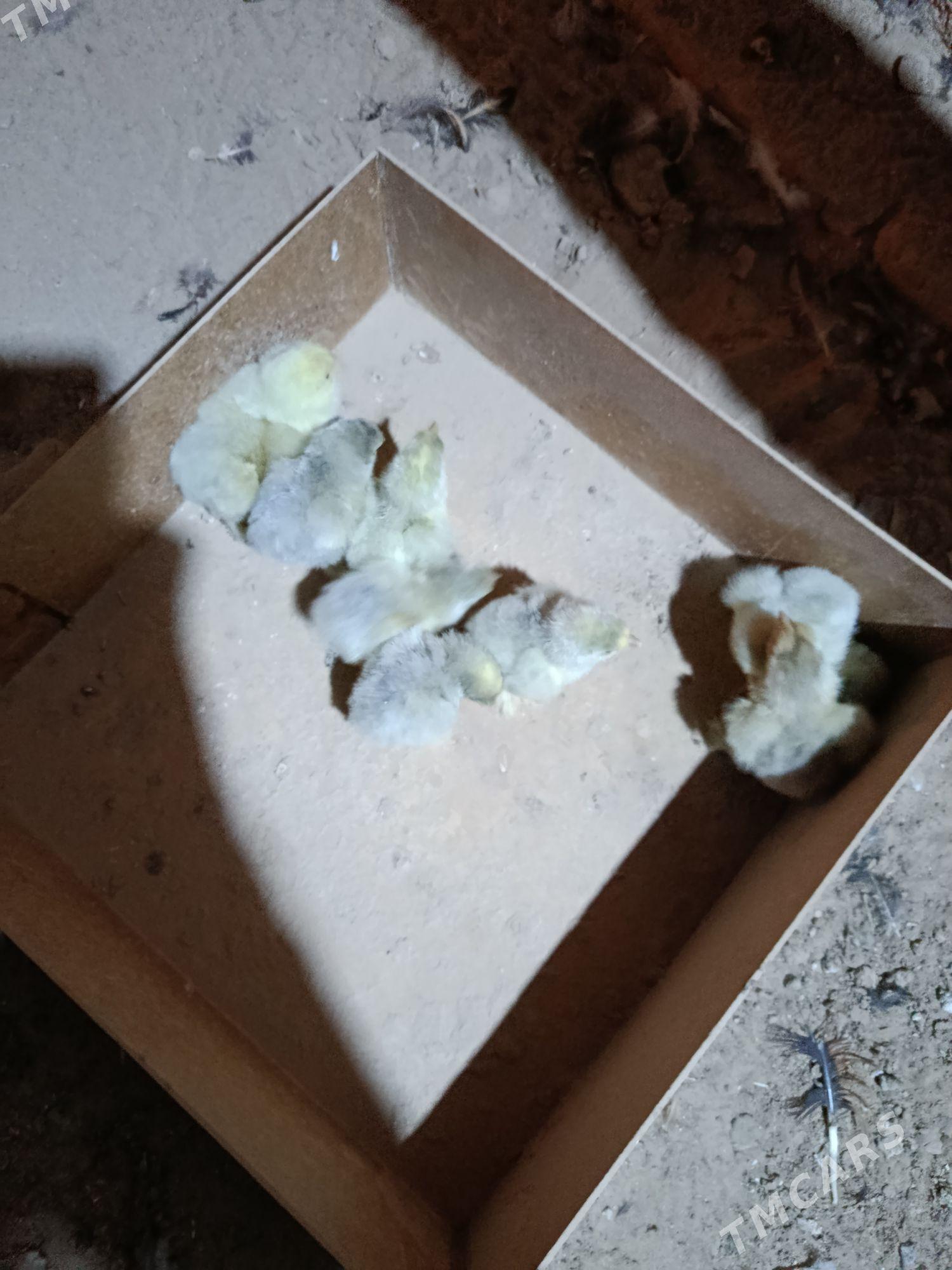 Brama lavanda - Ашхабад - img 2