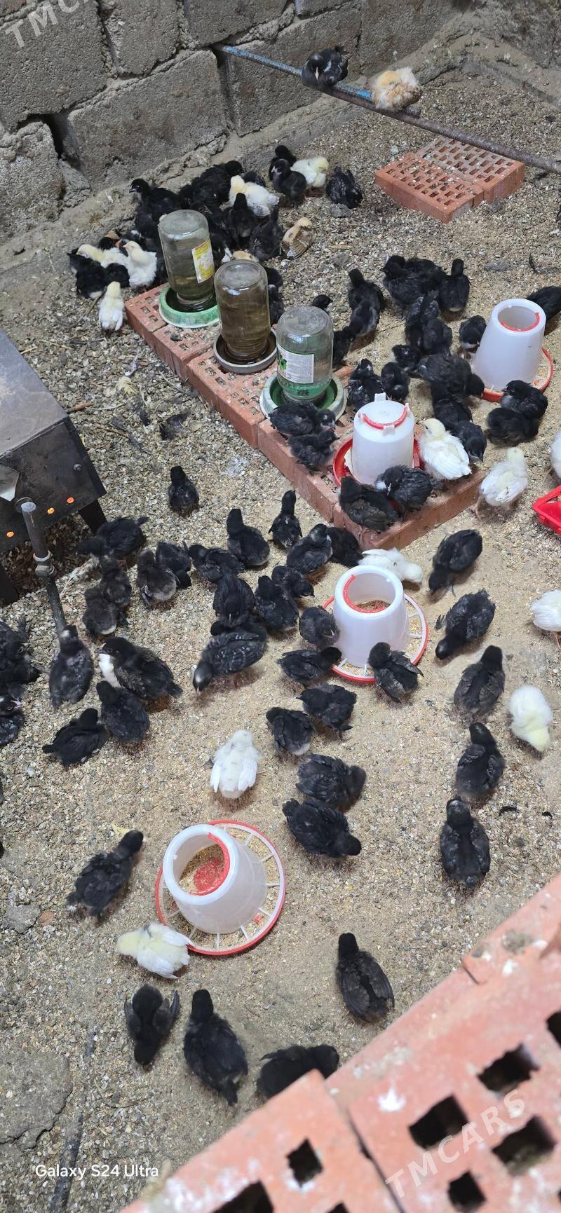 juje ataks we daminad - Чоганлы - img 2