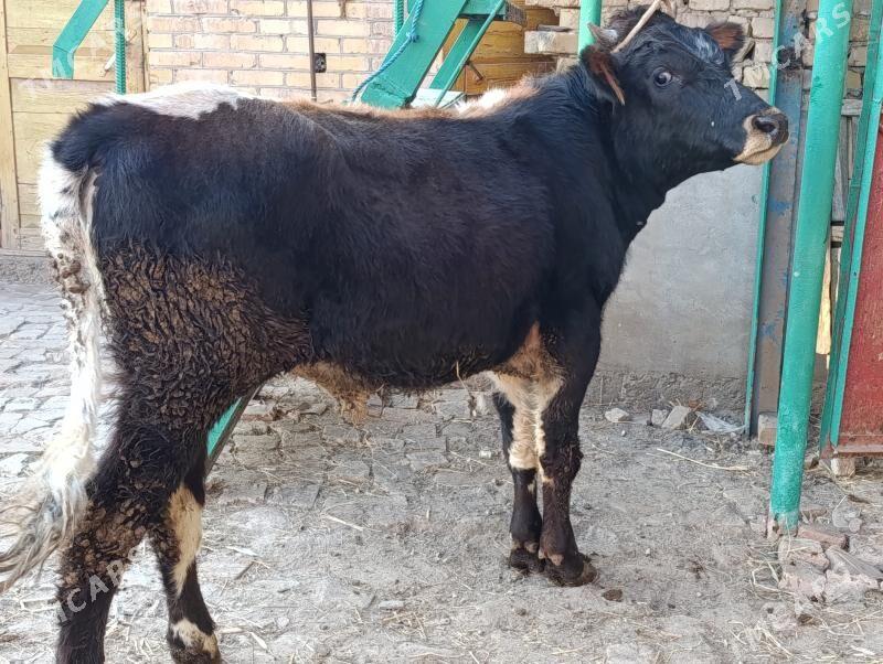 5 sany okuz - Türkmenabat - img 9