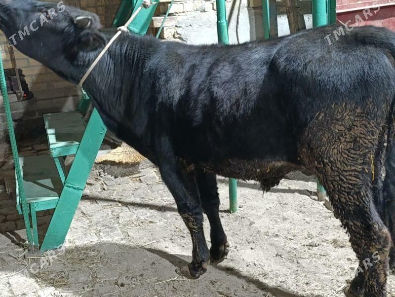 5 sany okuz - Türkmenabat - img 6