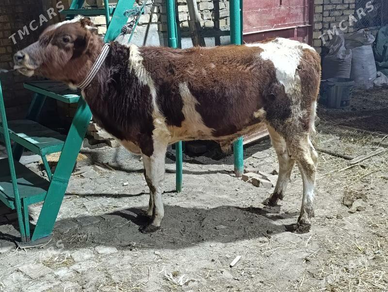 5 sany okuz - Türkmenabat - img 7