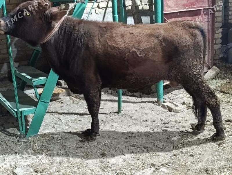 5 sany okuz - Türkmenabat - img 4