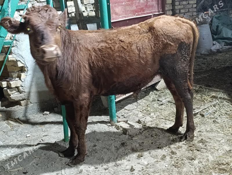 5 sany okuz - Türkmenabat - img 2