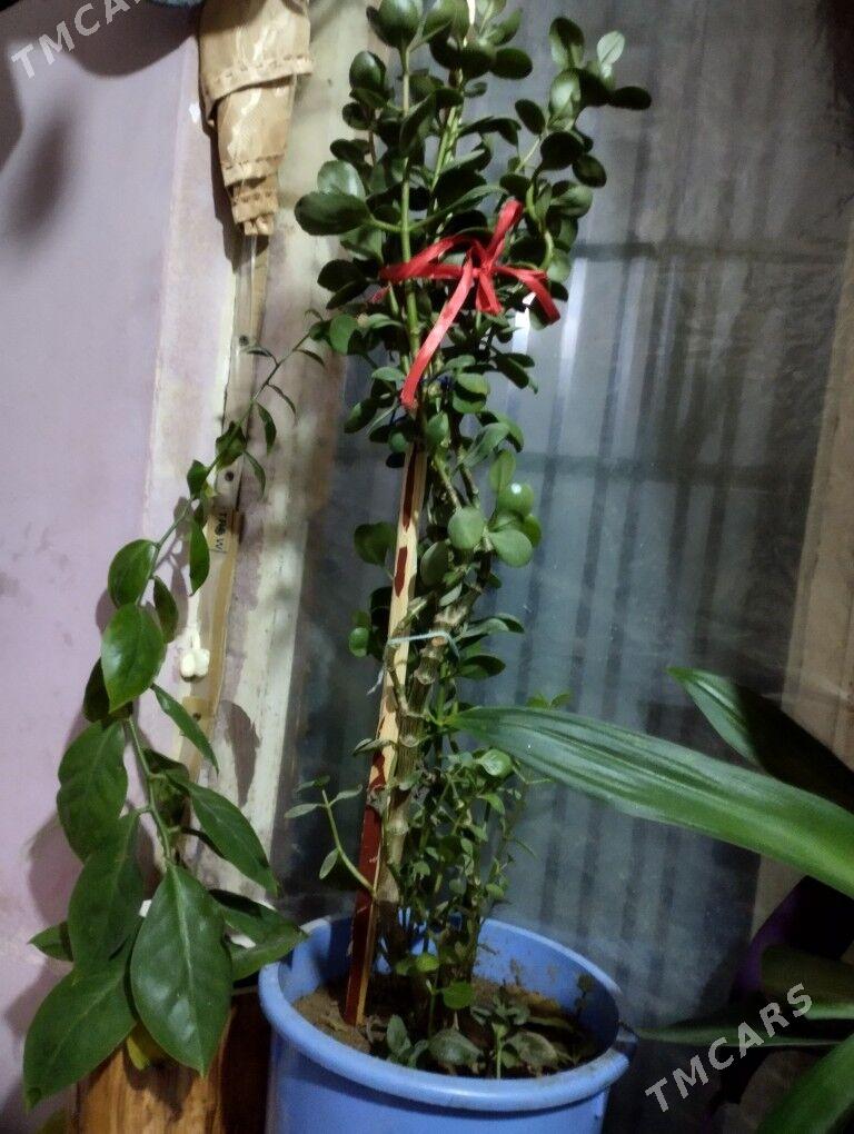 Güller - Туркменбаши - img 9