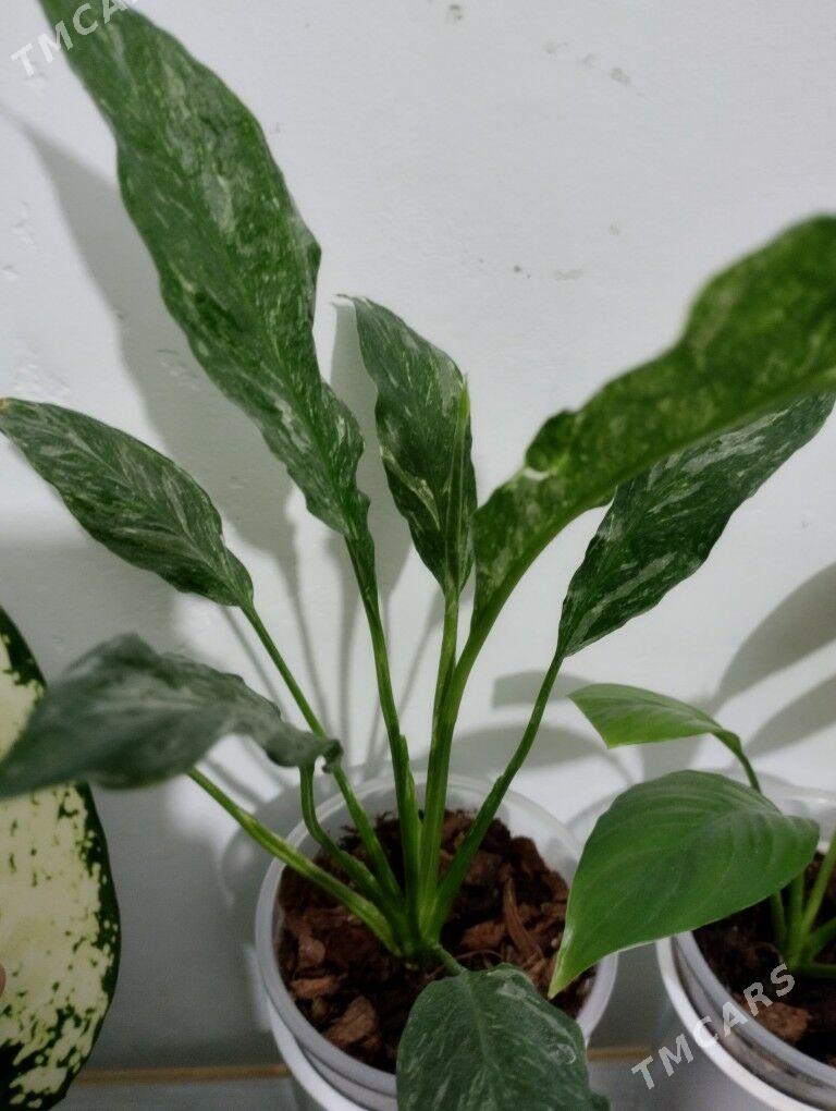 Güller - Туркменбаши - img 8