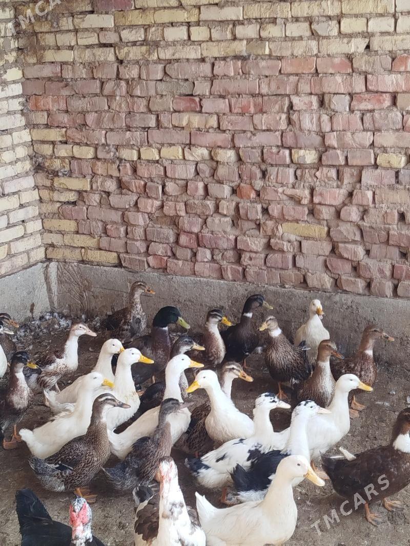 wak wak Gaz - Tejen - img 2