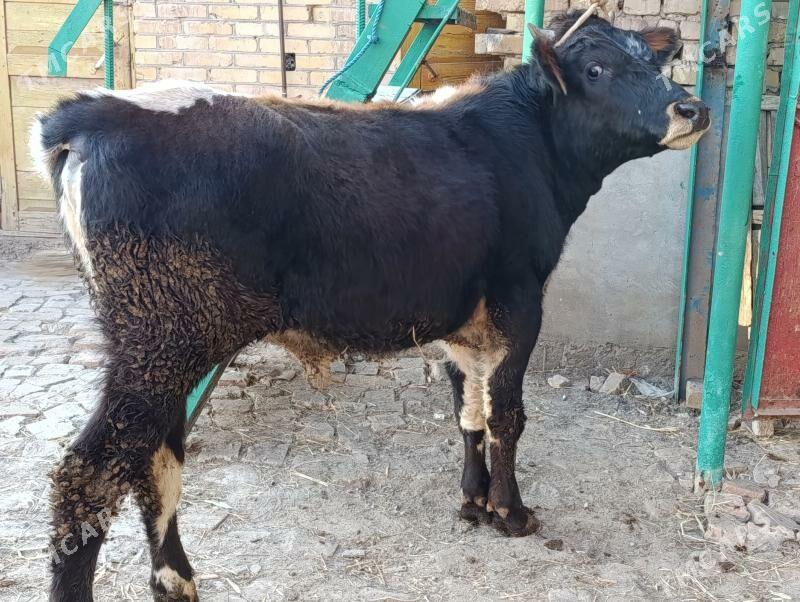 5 sany okuz - Türkmenabat - img 10