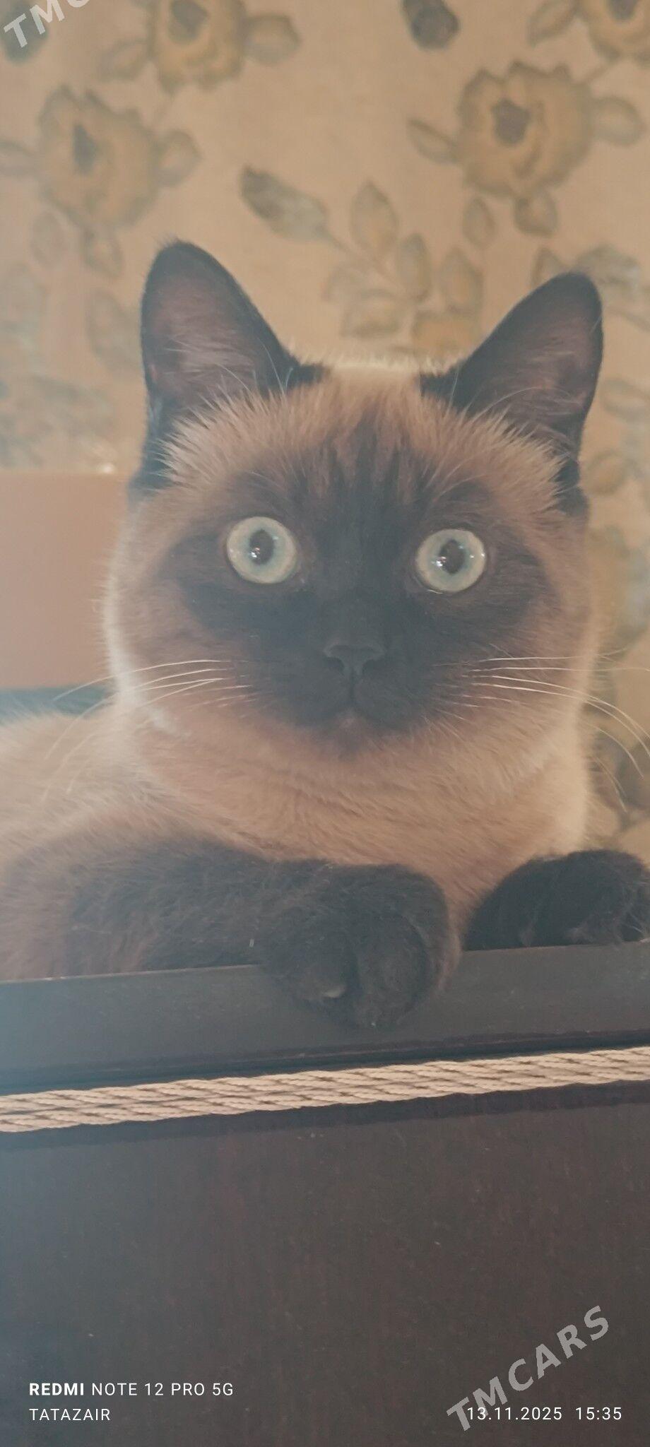 сиамский котенок - Hitrowka - img 1