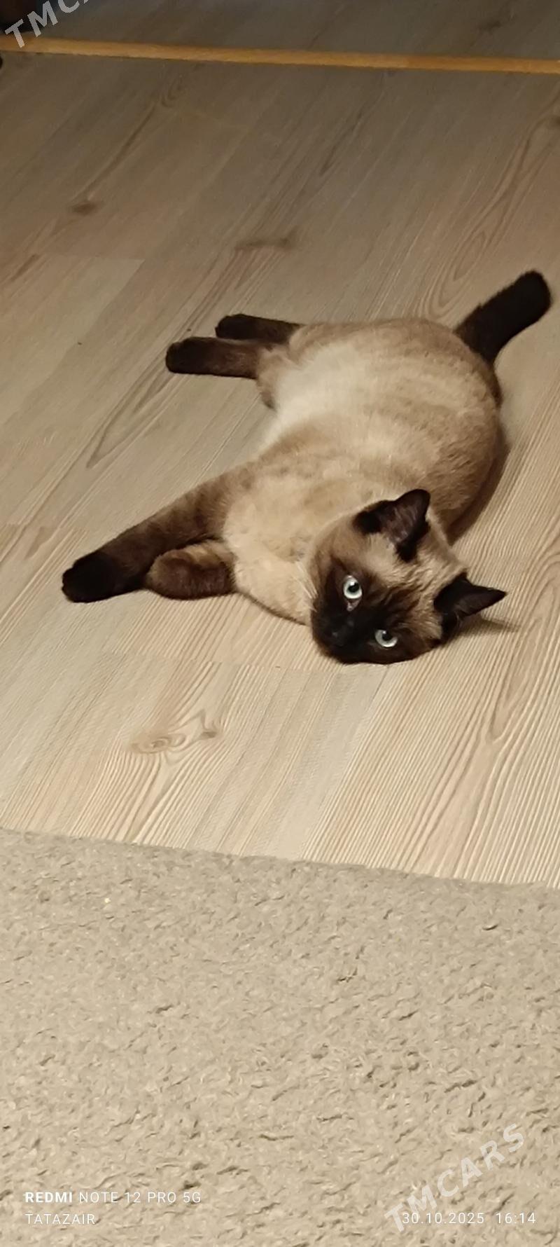 сиамский котенок - Hitrowka - img 2