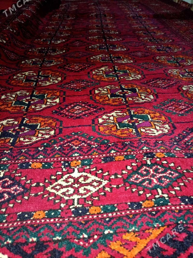 El Haly - Gyzylarbat - img 3