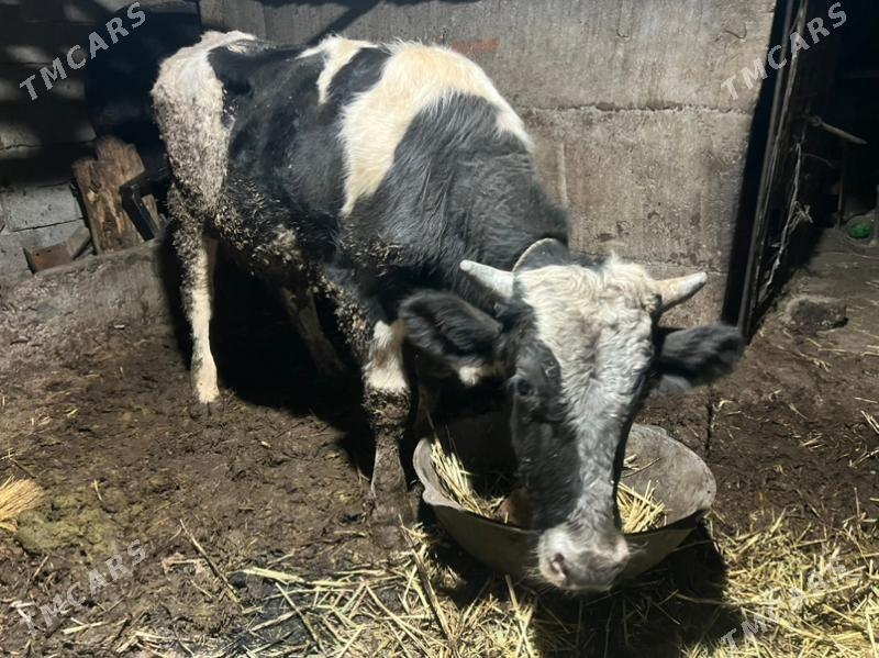 gibrit  okiz - Ашхабад - img 2