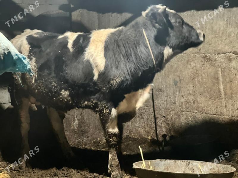 gibrit  okiz - Ашхабад - img 3