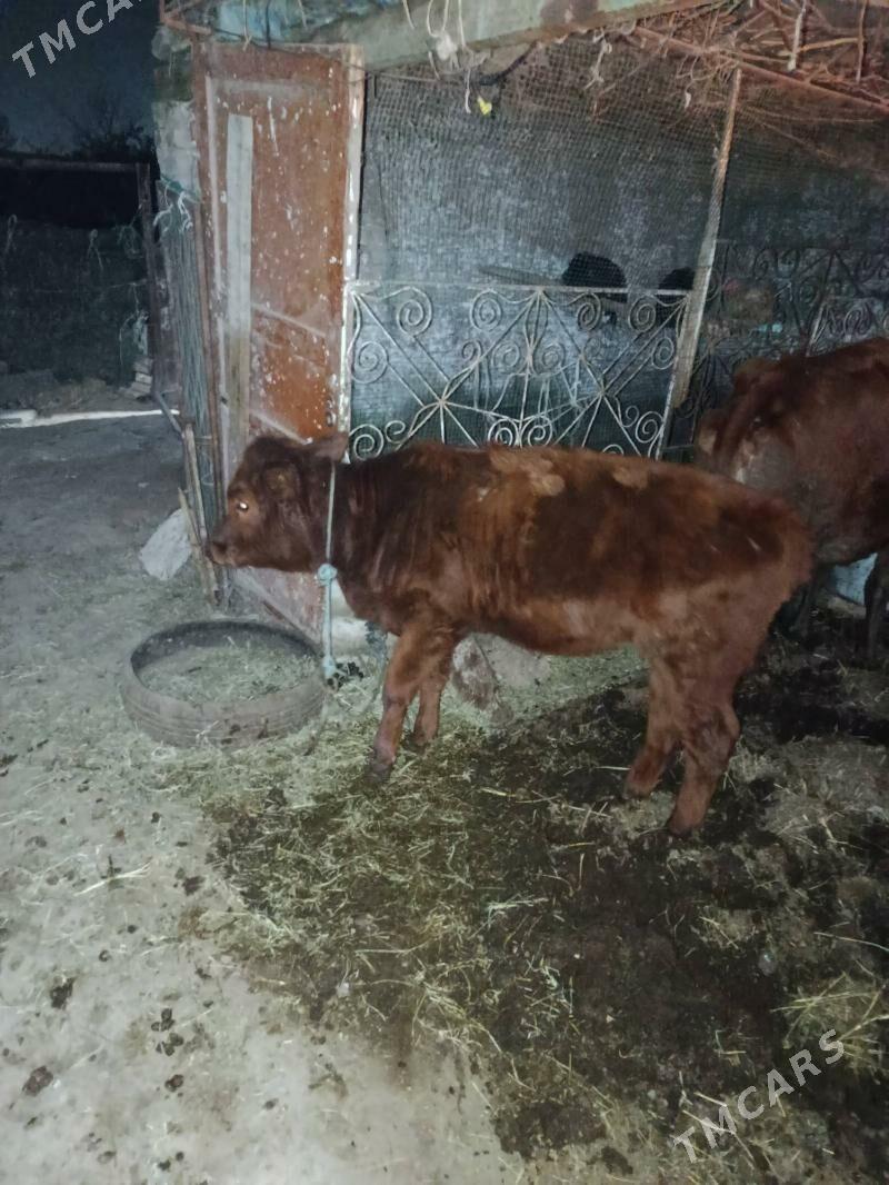 saglyk sygyr - Туркменабат - img 2