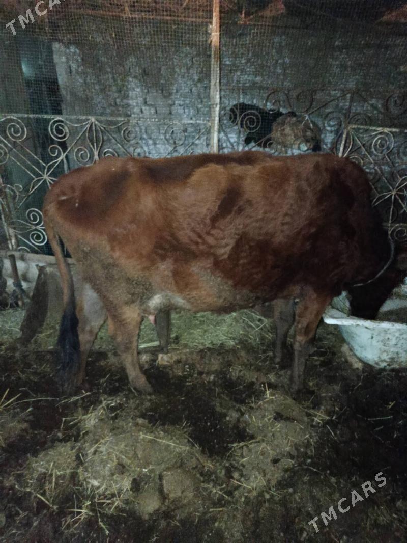 saglyk sygyr - Туркменабат - img 5