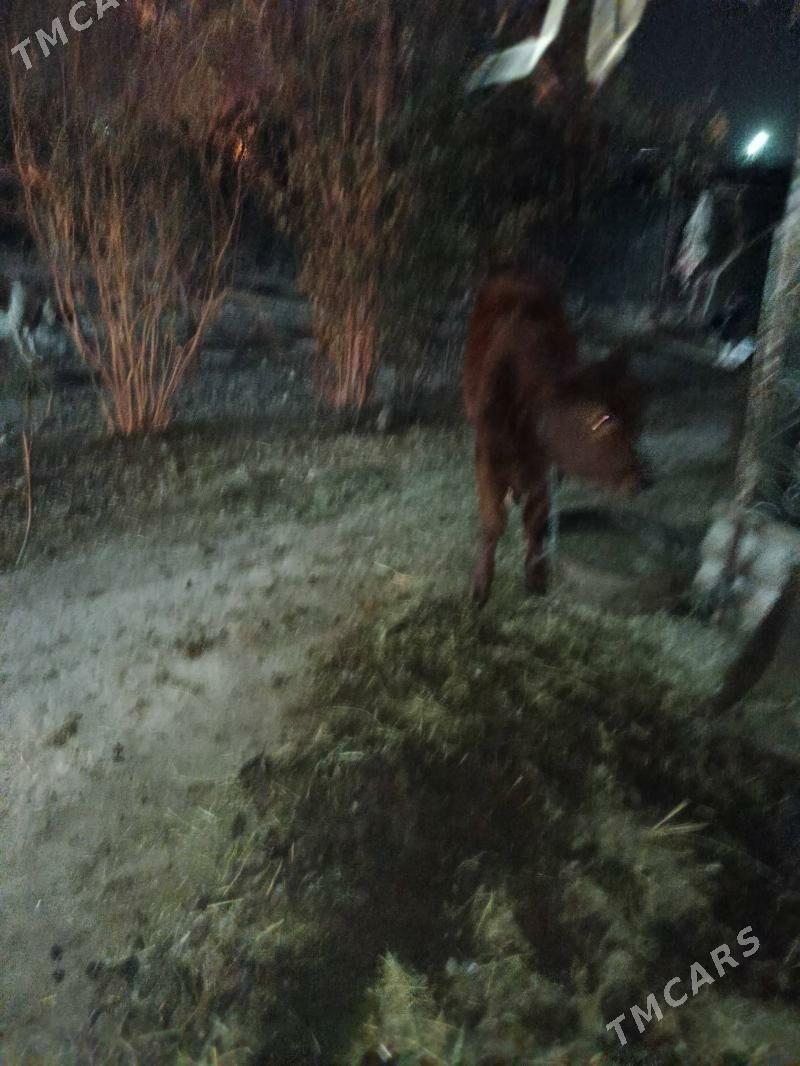 saglyk sygyr - Туркменабат - img 4