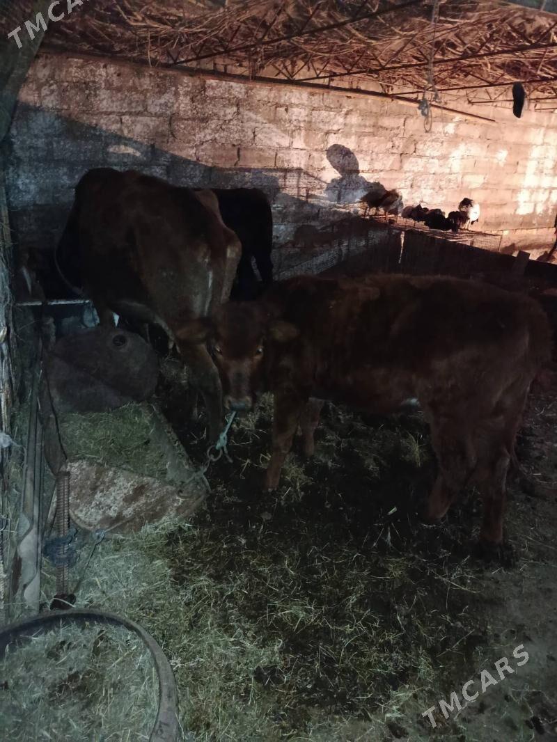 saglyk sygyr - Туркменабат - img 3