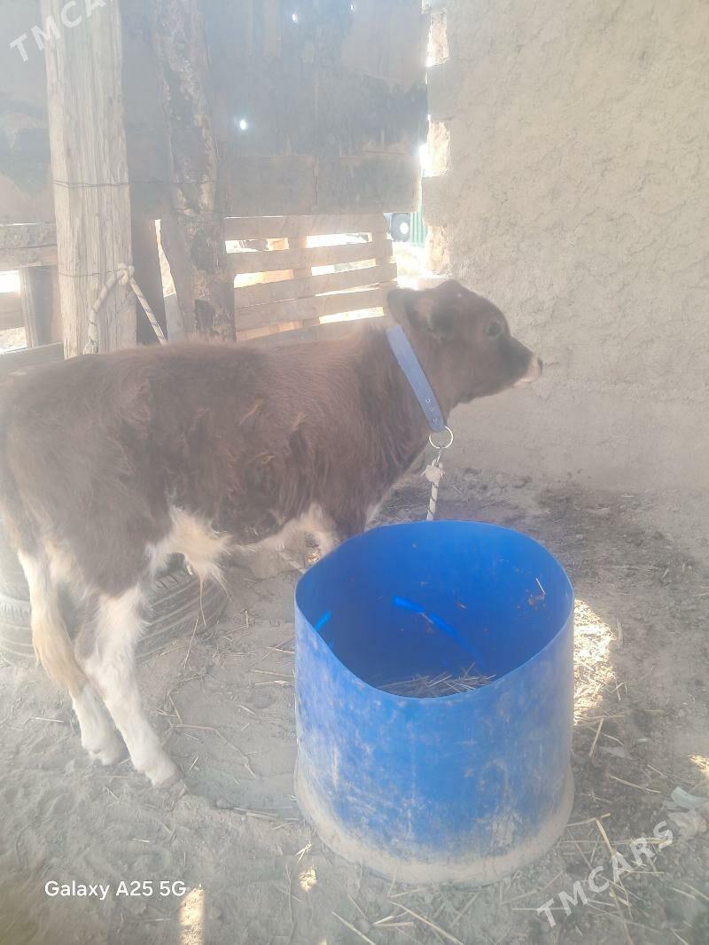 Öküzçe - Анев - img 3