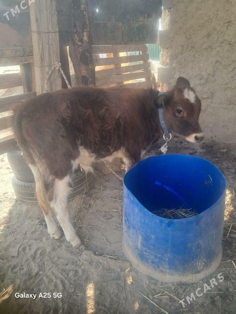 Öküzçe - Анев - img 2