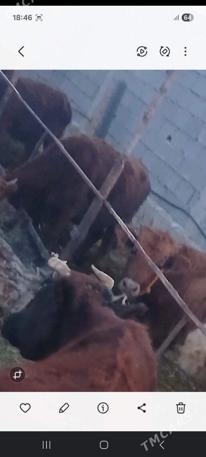 sygyr öküz göle - Ak bugdaý etraby - img 2