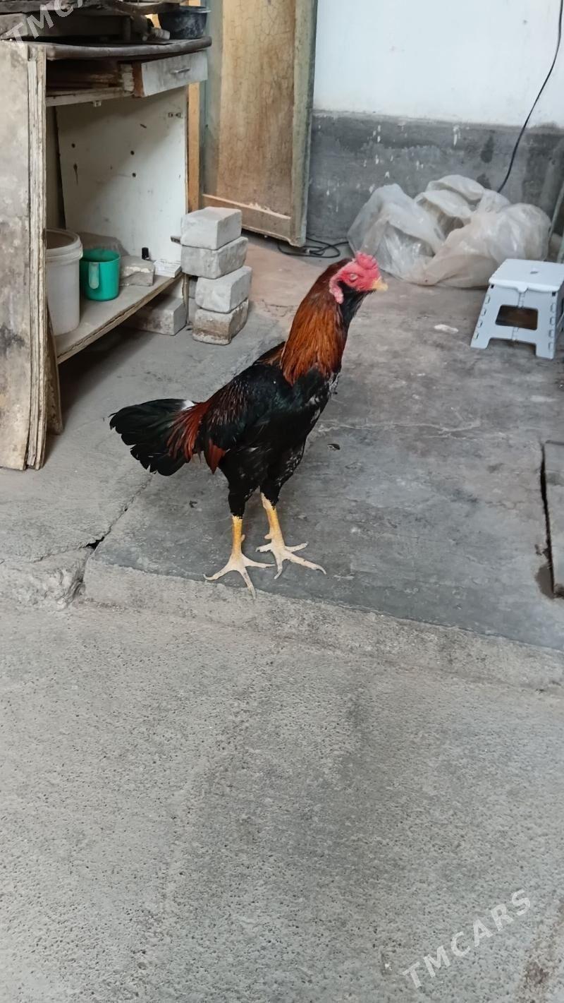 Taskent horaz - Aşgabat - img 2